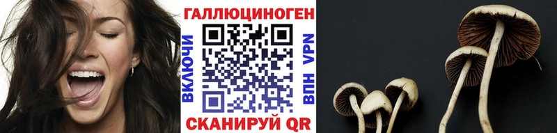 магазин продажи наркотиков  Новоалександровск  MEGA ССЫЛКА  Галлюциногенные грибы мицелий 