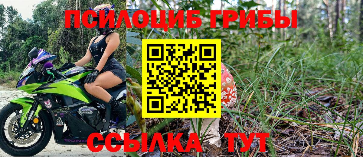 Псилоцибиновые грибы Psilocybine cubensis  Новоалександровск 